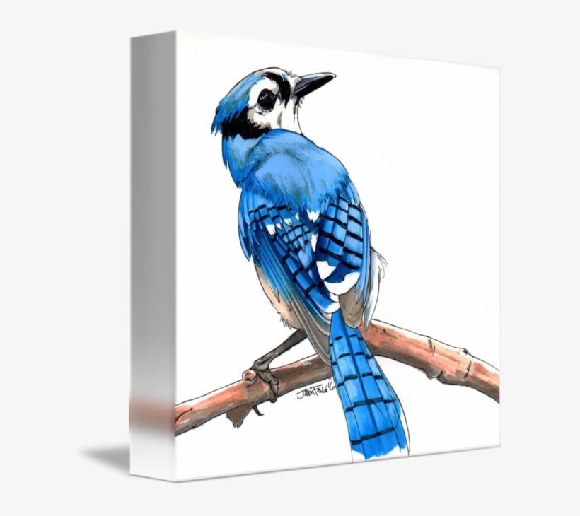 Bluejay Drawing Step By - Blue Jay, transparent png
