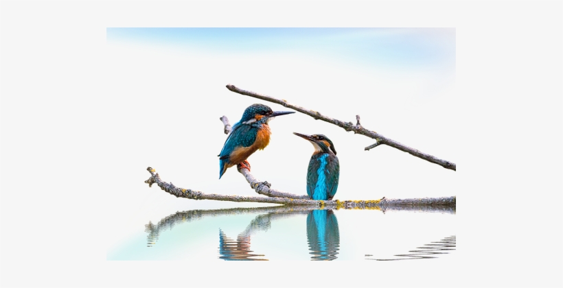 Png, Kingfisher, Landscape - Bird-3, transparent png