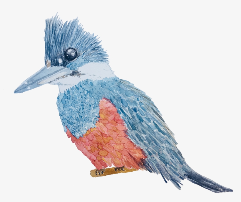 Thank You - Belted Kingfisher, transparent png