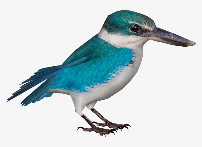 Collared Kingfisher - Wiki, transparent png