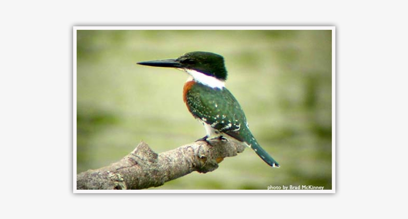 Green Kingfisher - Kingfisher Birds In Texas, transparent png