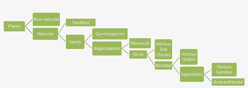 A Second Phylogenetic Tree Is Pictured Below - Taxonomy Of Mango Tree, transparent png