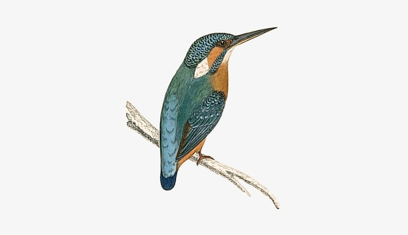Kingfisher From 'british Birds' - Giclee Painting: Morris' Kingfisher Sitting On A Thin, transparent png