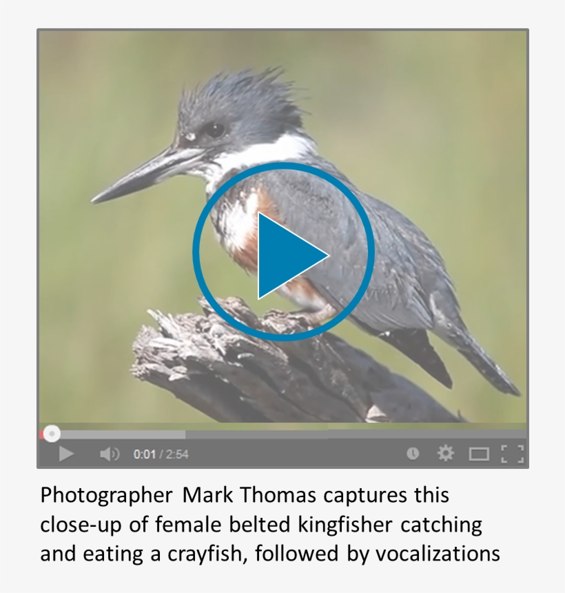 Belted Kingfisher Video Icon - Belted Kingfisher, transparent png
