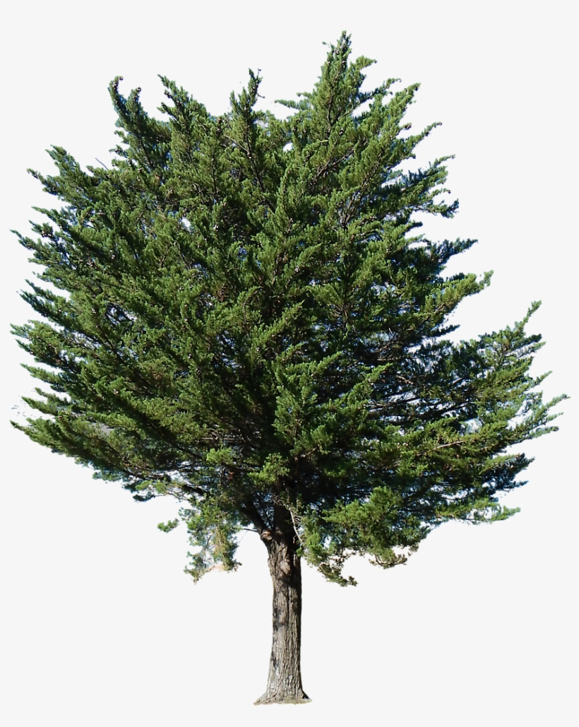 Tree Transparent, transparent png
