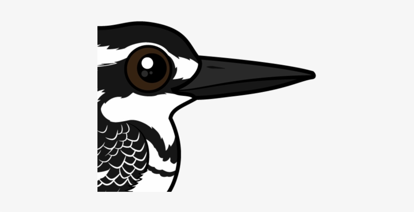 About The Pied Kingfisher - Pied Kingfisher, transparent png