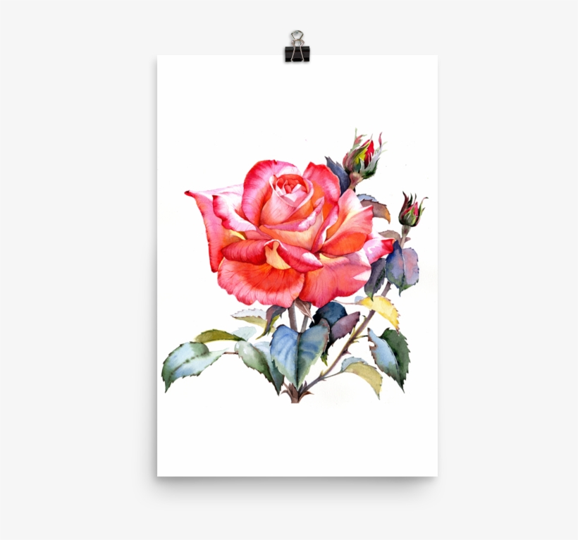 Bright And Floral Rose Watercolour Print Matte Poster - Watercolor Painting, transparent png