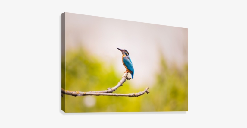Kingfisher 2363879 Canvas Print - 4k Kingfisher, transparent png