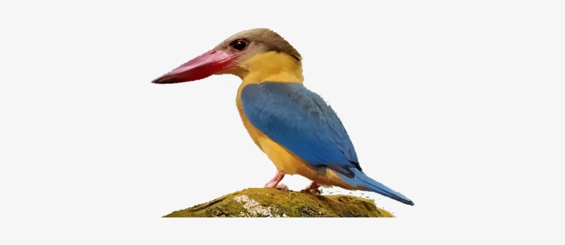 Coraciiformes, transparent png
