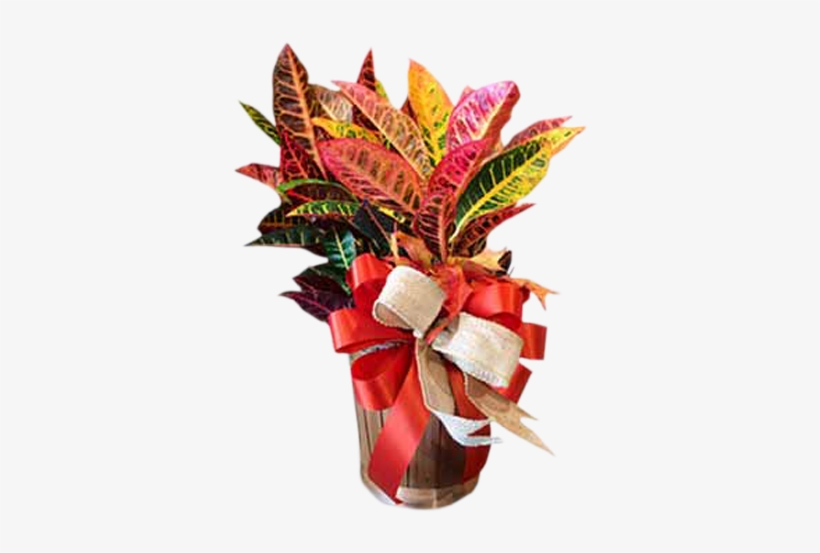 Fall Croton - Poinsettia, transparent png