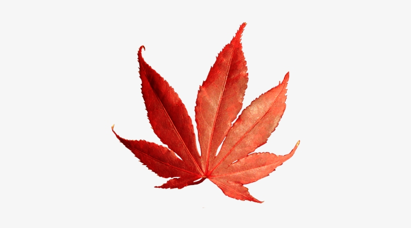 Falling Autumn Leaves Png, transparent png