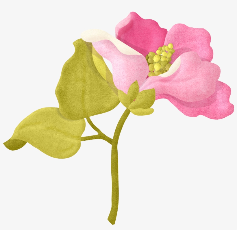From Laughter To Collection Pinterest - Flower, transparent png