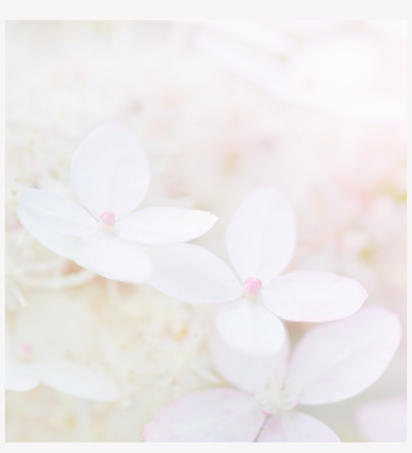 Hydrangea, transparent png