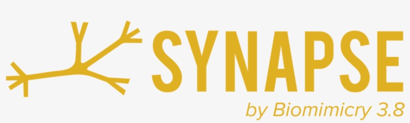 Static1 - Squarespace - Com - Suntegrity Sunset Coral Lip, transparent png