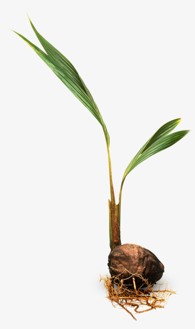 Coconut Tree Leaves Png Download - Coconut Plant Png, transparent png