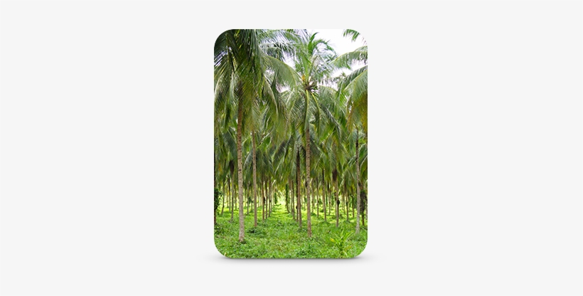 Organic Coconut Palm Grove - Attalea Speciosa, transparent png