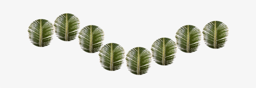 Sometimes We Want To Reproduce An Image Using A Brush - Coconut, transparent png