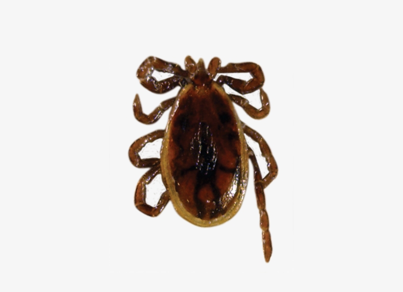 Blacklegged / Deer Tick - Male Black Legged Deer Tick, transparent png