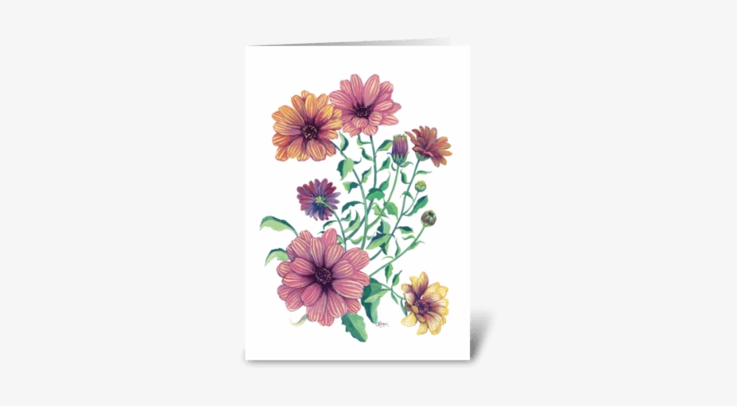 Cape Daisy Blossoms Greeting Card - Daisy Blossoms, transparent png