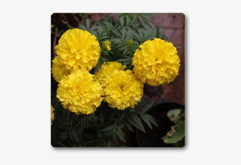 African Marigold Yellow, transparent png