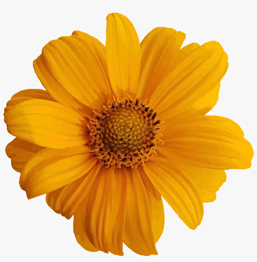 Descubrir 220+ imagem flower images without background