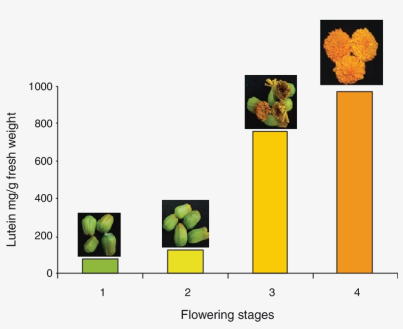 Lutein Content In Different Flowering Stages Of Marigold - Flower, transparent png