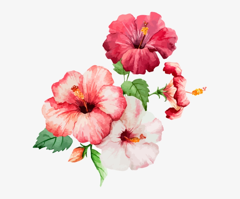 The Annual Show - Hibiscus Watercolor, transparent png