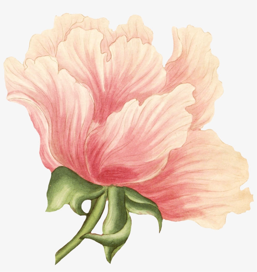 Roses - Chinese Peony, transparent png