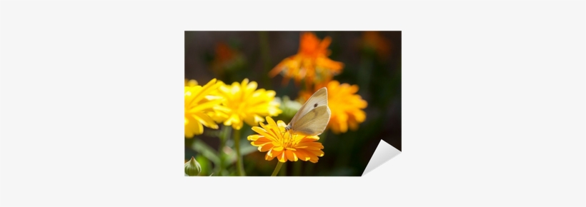 English Marigold, transparent png
