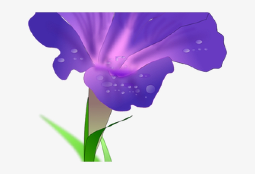 Morning Glory Clipart Marigold Flower - Morning Glory Png, transparent png