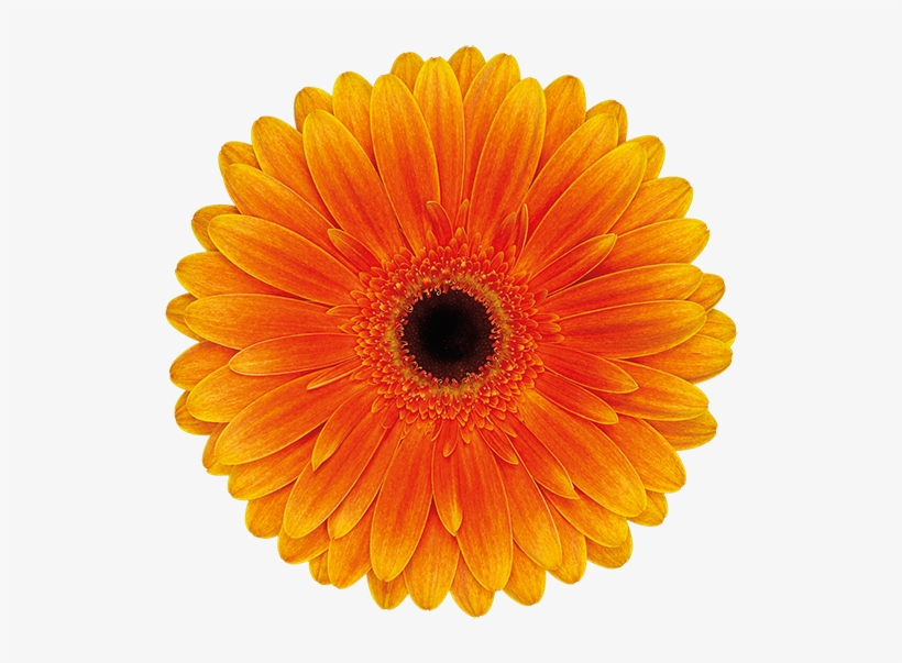 Semi Double - Orange Flower White Background, transparent png