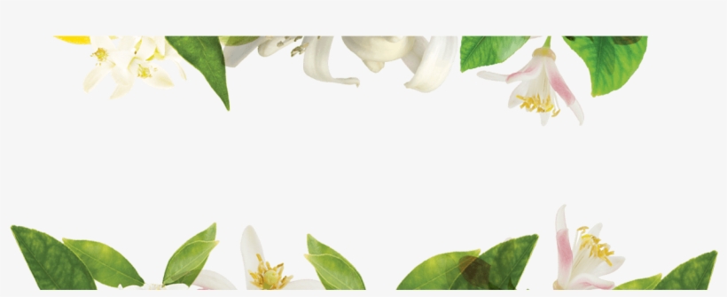 Neroli & Sandalwood - Lily, transparent png