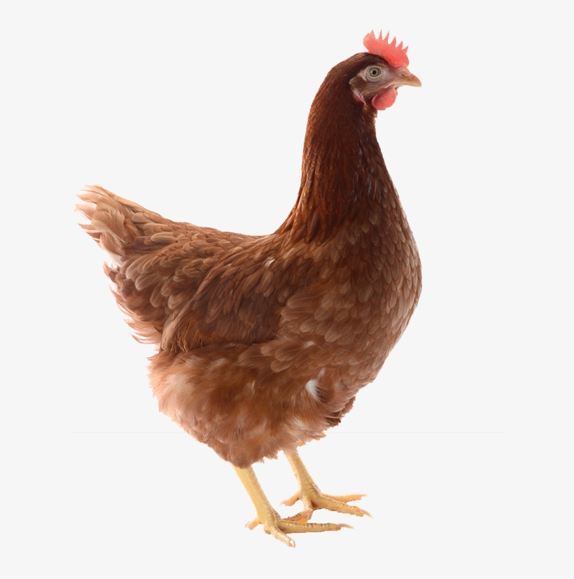 Lohmann Brown Vs Isa Brown, transparent png