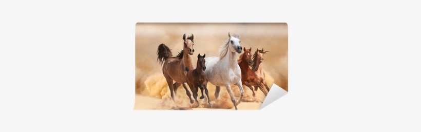 Painel Lona Festa 1,80x1,20mt Cavalos No Deserto, transparent png