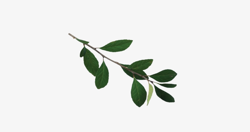 Louisiana State Arboretum State Preservation Area, transparent png