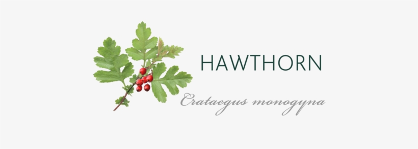 Hawthorn Tree Meaning - Hawthorn Tree, transparent png