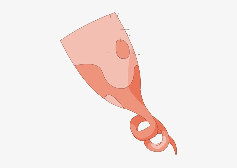 Cork Cloak - Illustration, transparent png