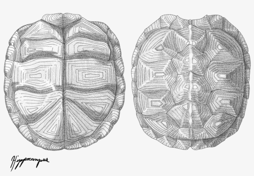Drawing Shells Scientific Illustration - Turtle Shell Texture Drawing ...