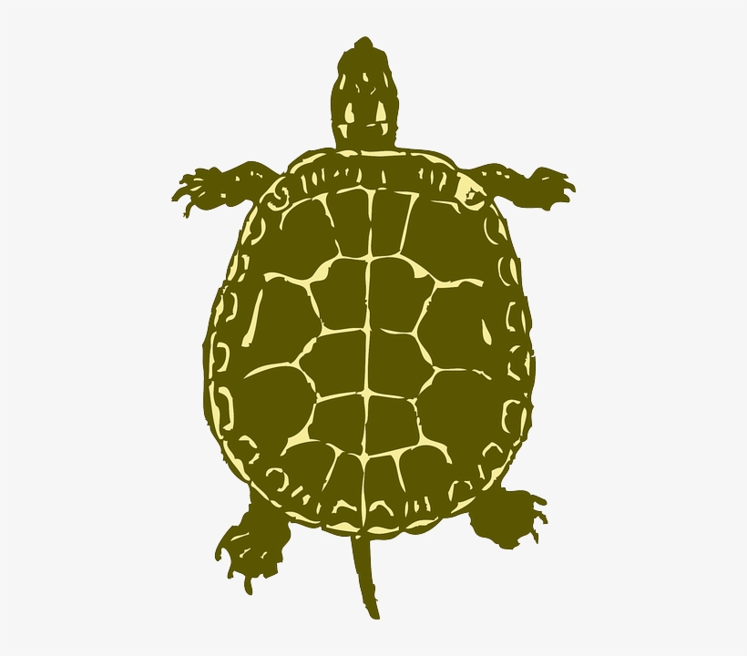 Turtle, Top, Green, View, Art, Shell, Tail - Green Turtle Shower Curtain, transparent png