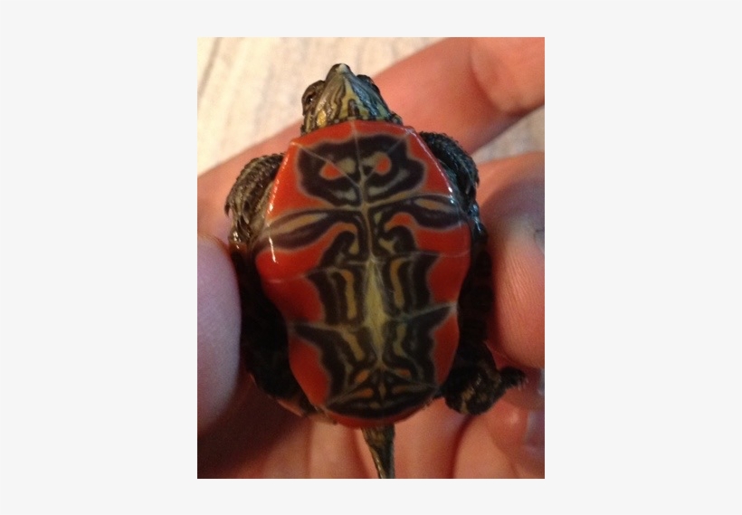 2) Shell Notching: We Also Notch All The Wild Turtles - Turtle, transparent png