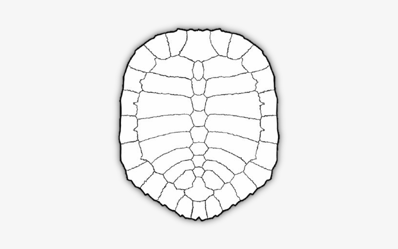 Turtles Use Their Limbs To Propel Themselves In Water - Circle, transparent png