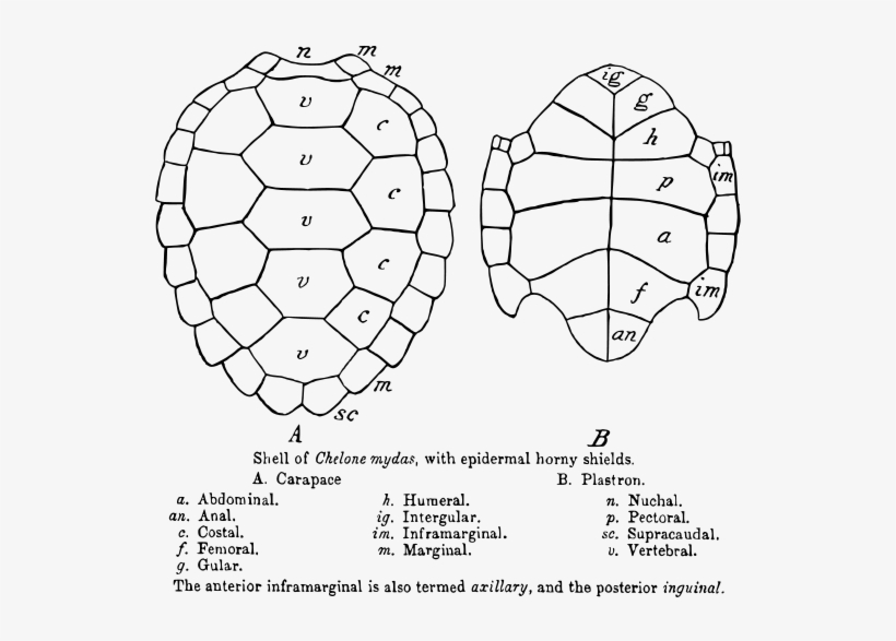 Green Sea Turtle Shell - Turtle Carapace And Plastron, transparent png