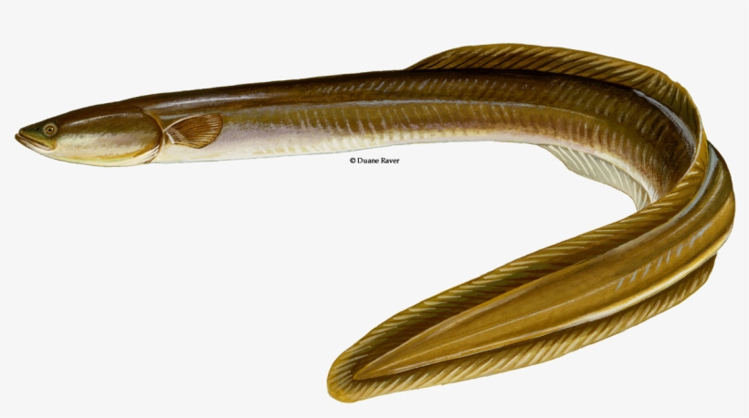 American Eel Png, transparent png