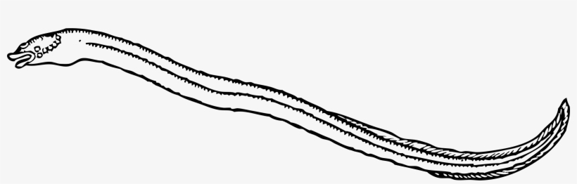 This Free Icons Png Design Of Eel 2, transparent png