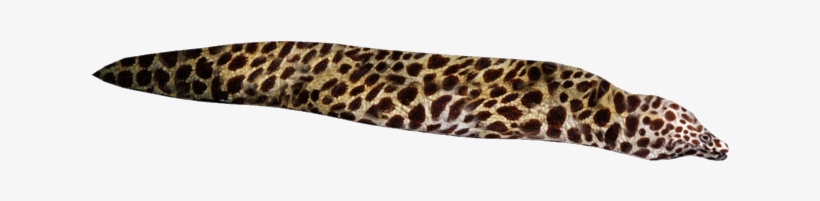 Spotted Eel Png - Slug, transparent png