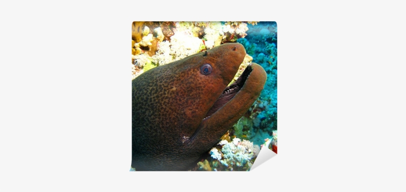 Underwater, transparent png