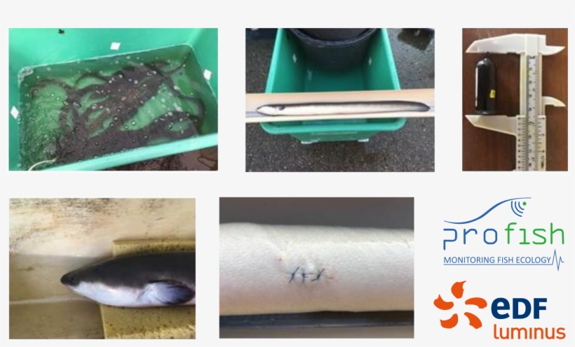 Migration Behaviour Of The Eels In The Meuse River - Edf Luminus, transparent png