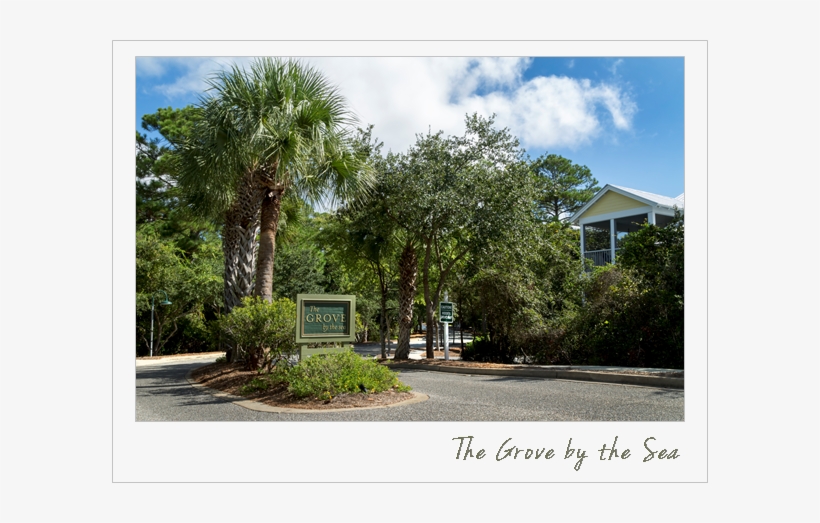 Sabal Palmetto, transparent png