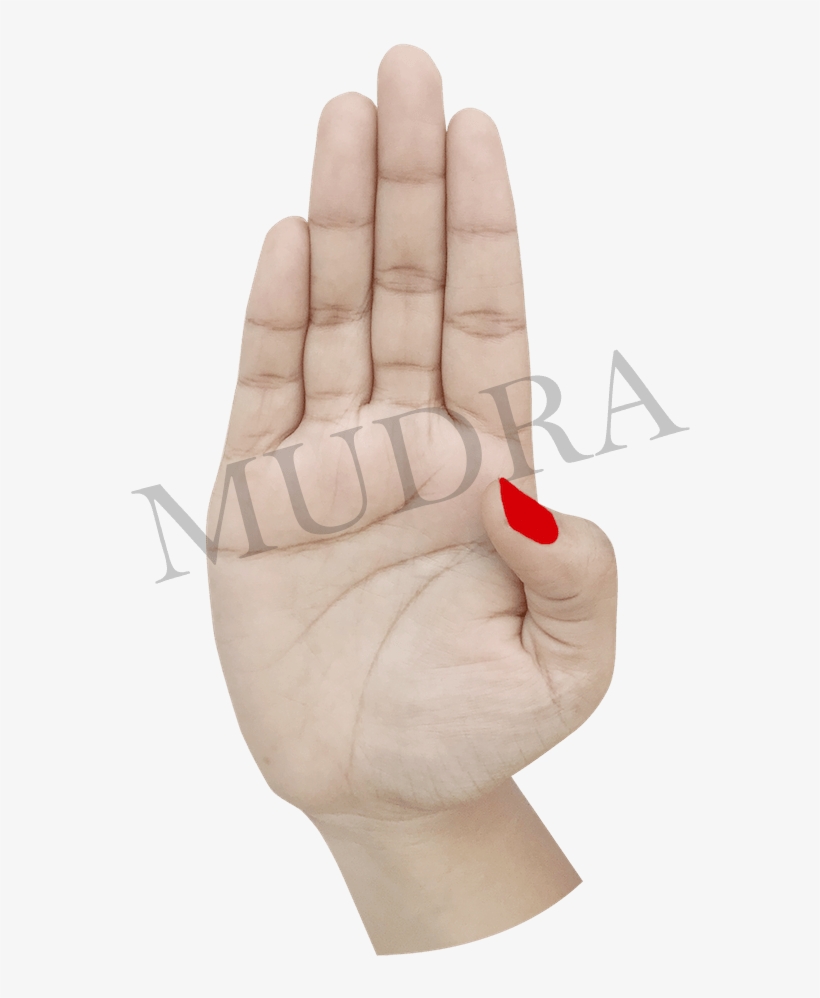 Pataka - Carmine, transparent png