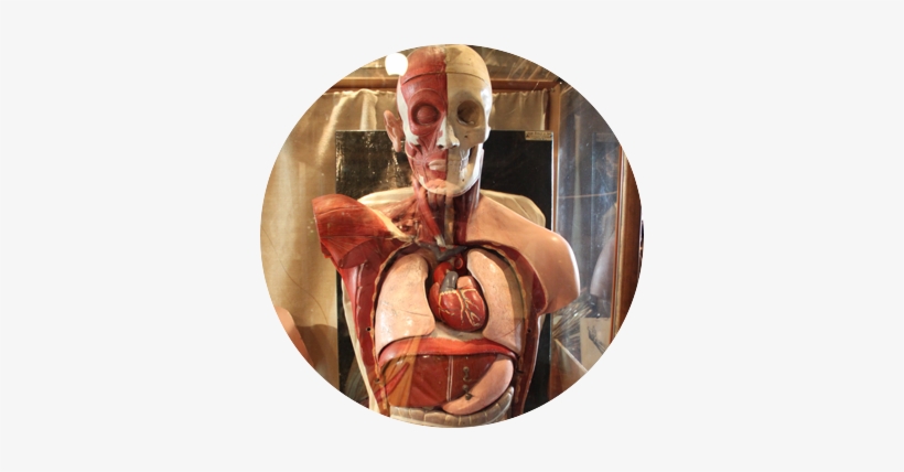 Human Anatomy Máster Degree, transparent png
